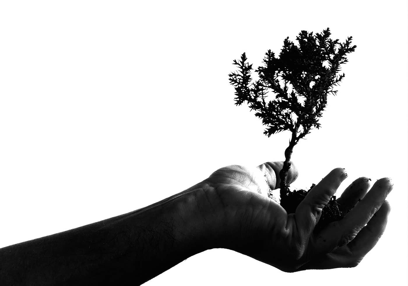 A black and white image of a tree in a hand to represent the idea that marketing clients have limited amounts of focus, time, and other resources and we, as agencies, should care for them.