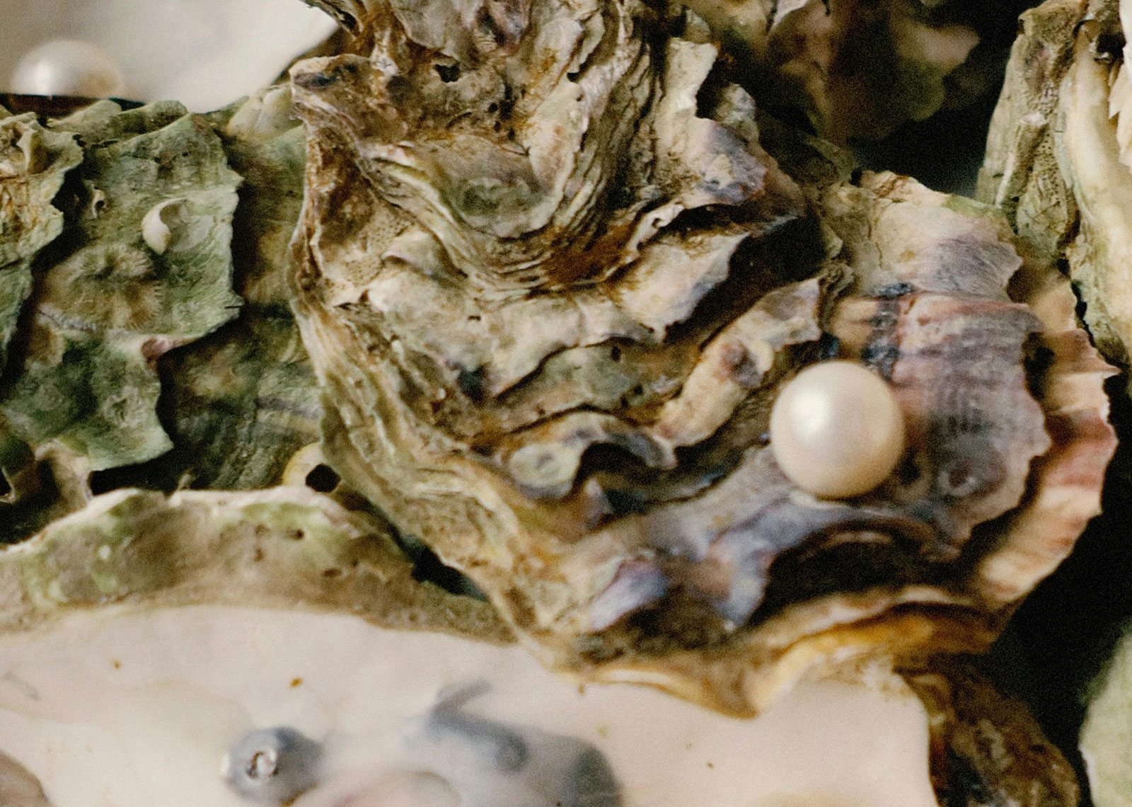An image of oysters with pearls to represent the hidden value of post-sales data in marketing.
