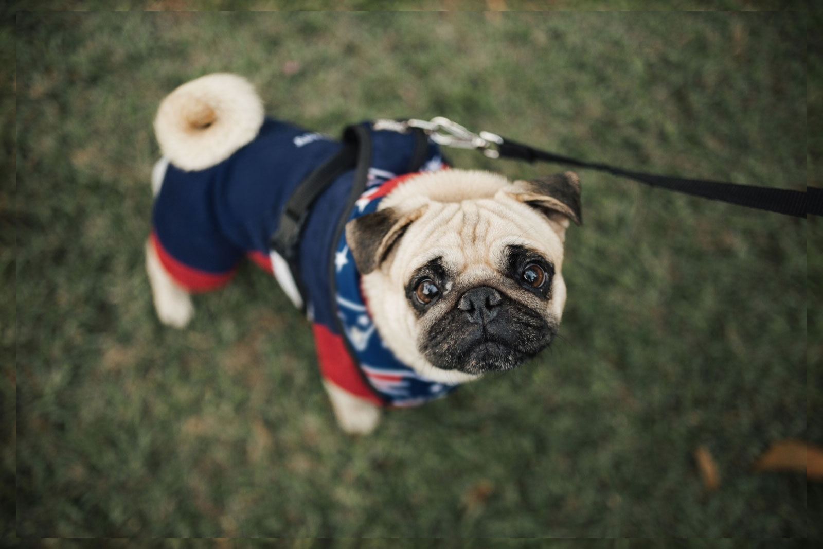 An adorable dog in a football inspired outfit to celebrate Super Bowl LX and illustrate our point about marketing project management.
