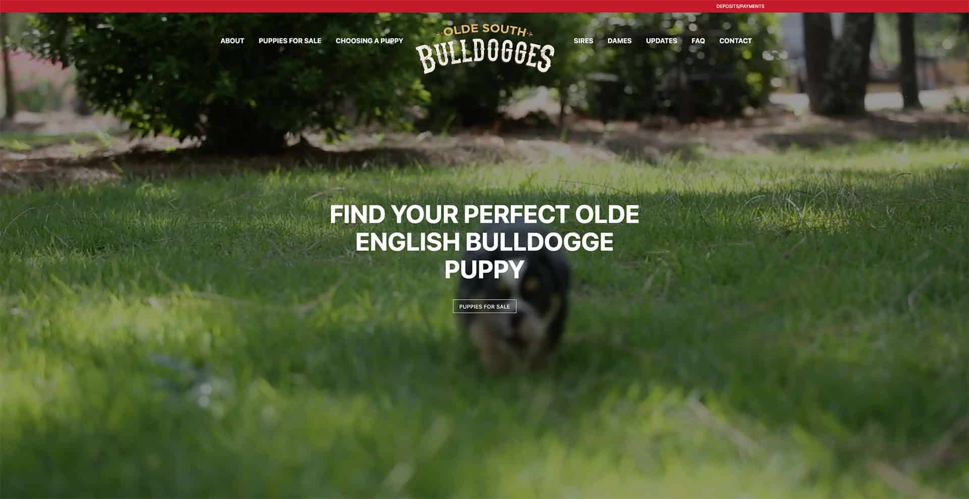 Preview image of the Olde South Bulldogges website that we created for our client.