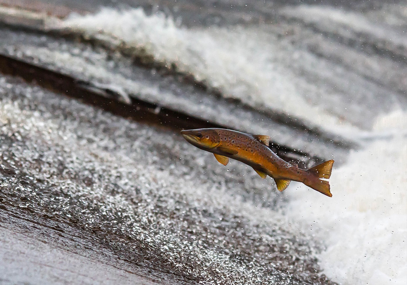 The image of a salmon swimming upstream as a visual reminder that marketing should not only be part of downstream implementation, but be part of the upstream conversations to make marketing more effective.